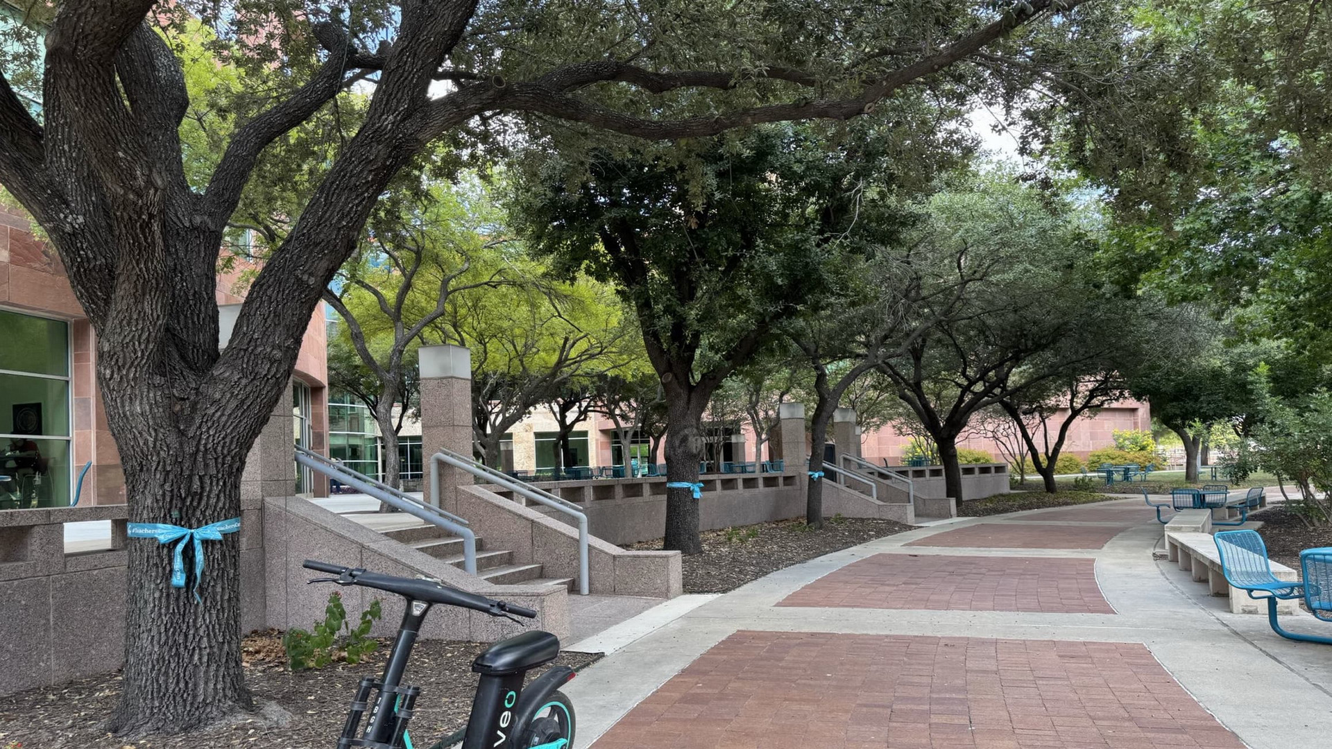 Blue ribbons, the official color of education, are tied around trees on the Downtown Campus to honor educators.